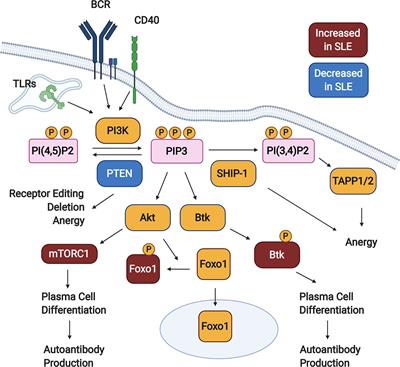 Frontiers | Recent Advances In Lupus B Cell Biology: PI3K, IFNγ, And ...